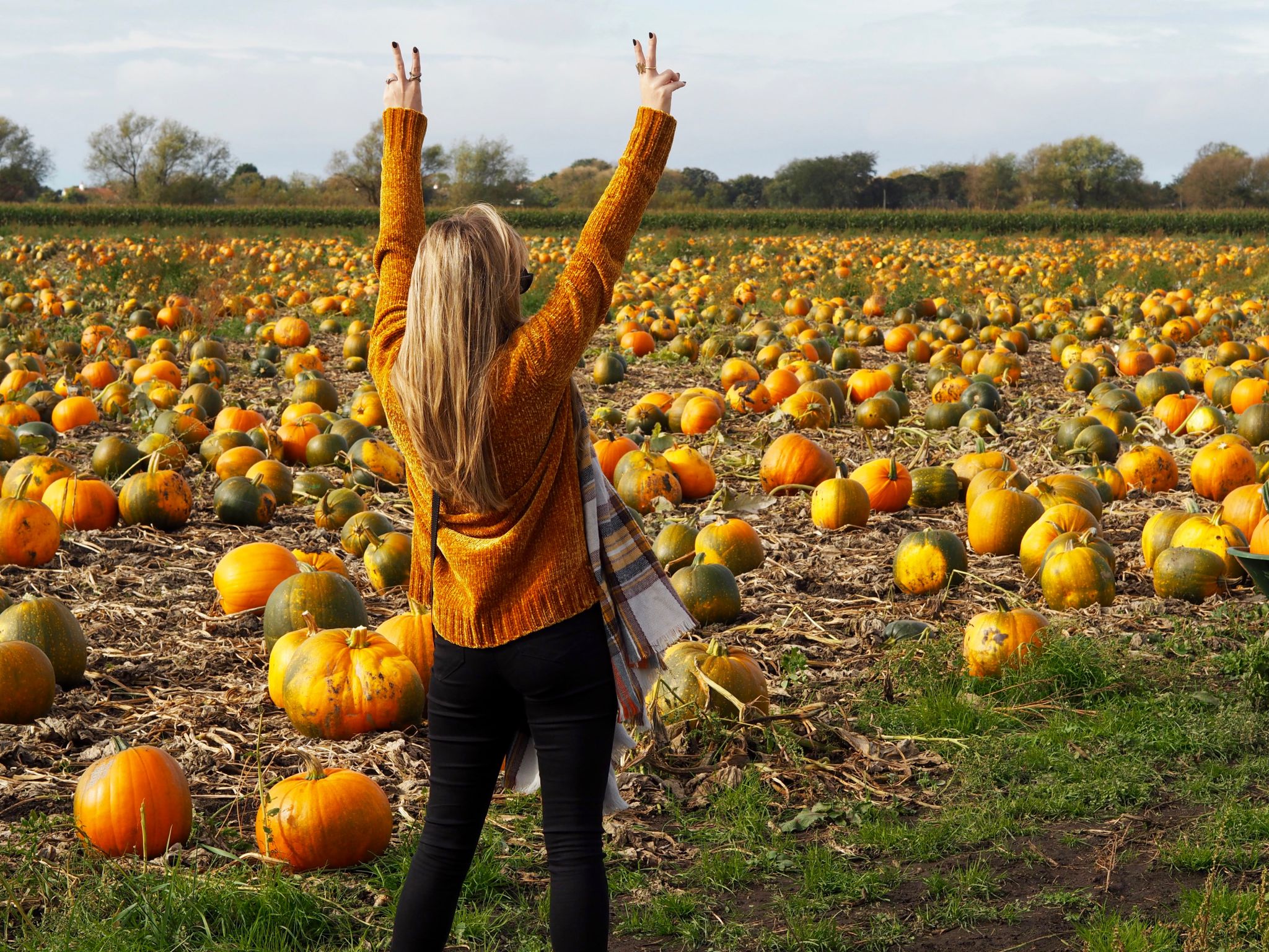 Pumpkin Patch Hightown